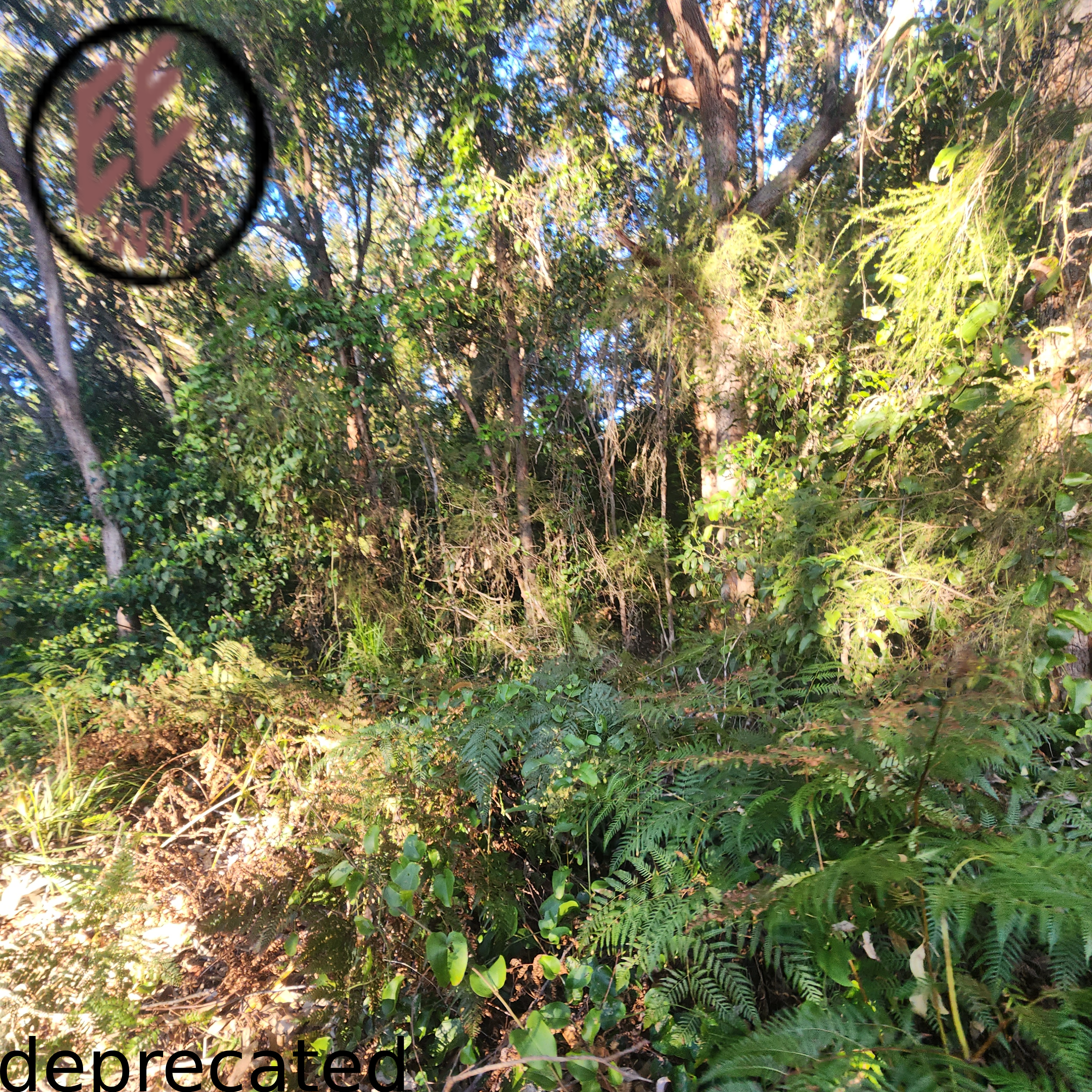 deprecated cover, nice and bright forest.